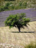 Natuur